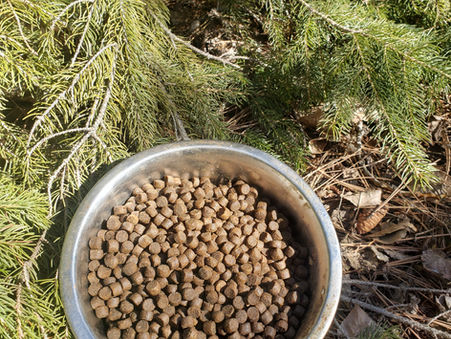 Feeding Anatolian Shepherds: What Should I Feed My Anatolian and How Should I Feed It?