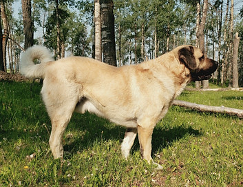 Anatolian Shepherd