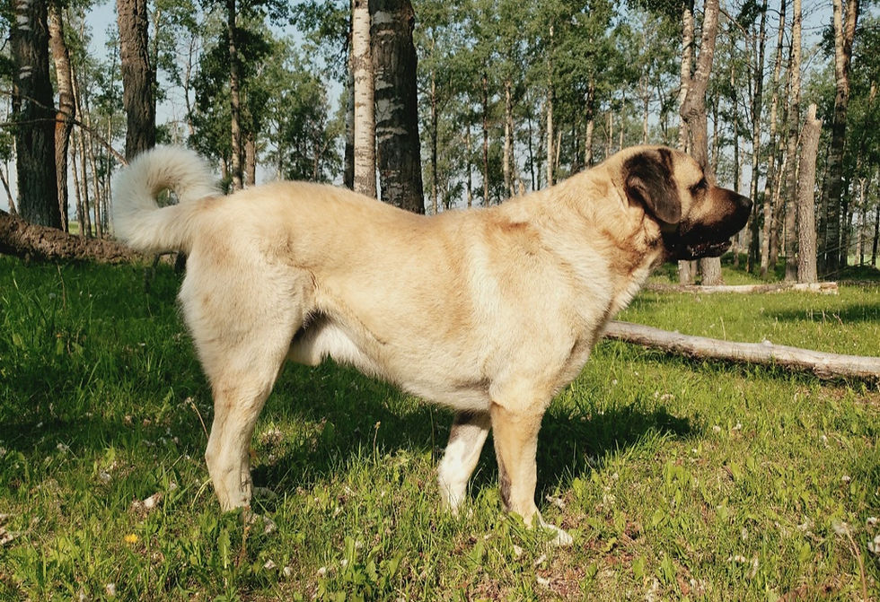 Anatolian Shepherd