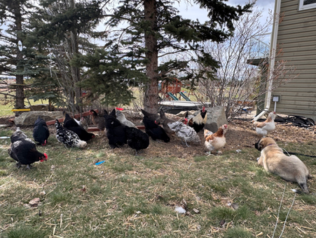 Training Anatolians: How to Train an Anatolian