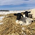 Dorper Lambs