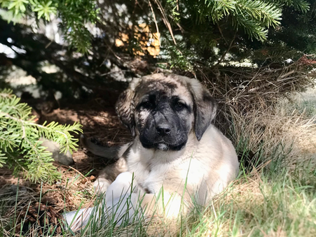 Anatolian Shepherd Puppy