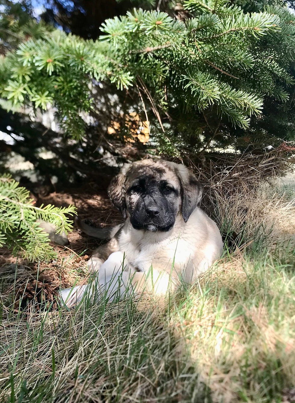One of our 2024 puppies