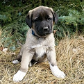 Anatolian Shepherd Puppy