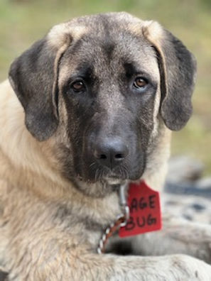 Anatolian Shepherd