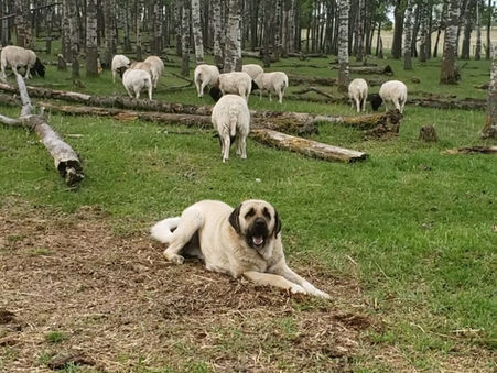 The Anatolian Shepherd Dog: Essential Information for Prospective Owners