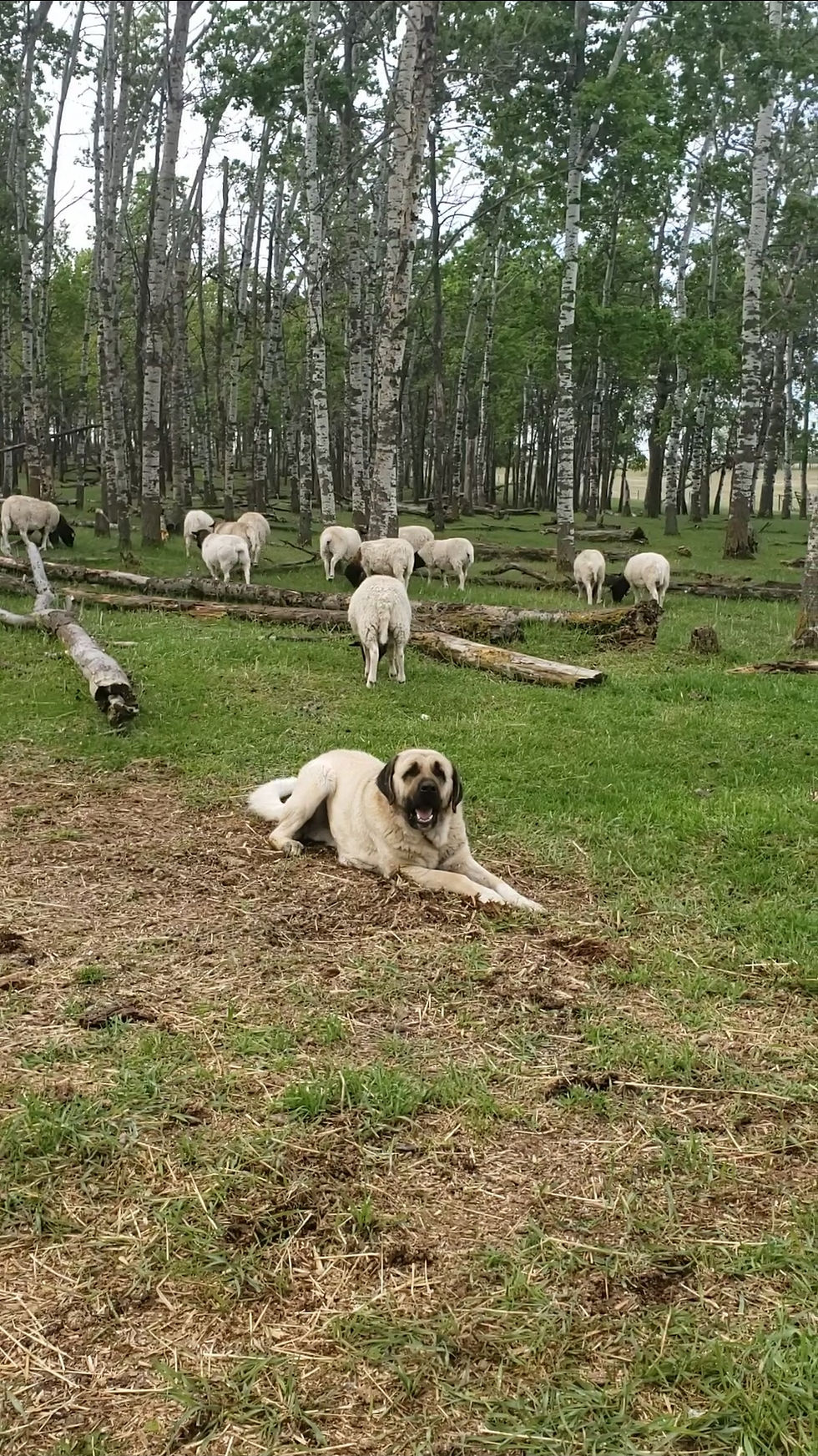 Anatolian Shepherd