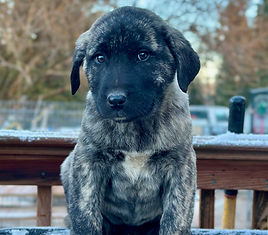 Anatolian Shepherd Puppy