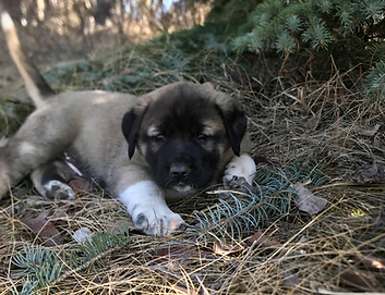 Anatolian Puppy