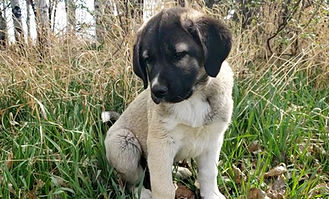 Anatolian Shepherd Puppy