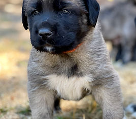 Anatolian Shepherd Puppy