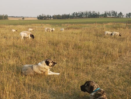 Our Livestock Guardian Dogs: The most integral part of our homestead