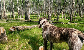 Anatolian Shepherd