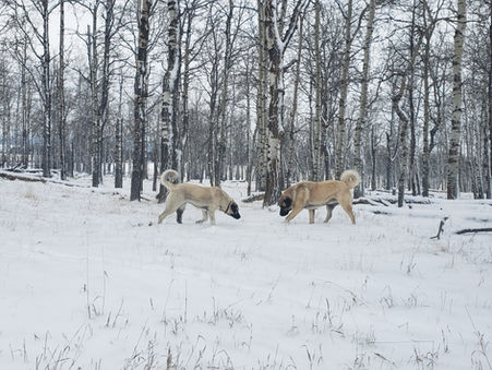 Anatolian Shepherds