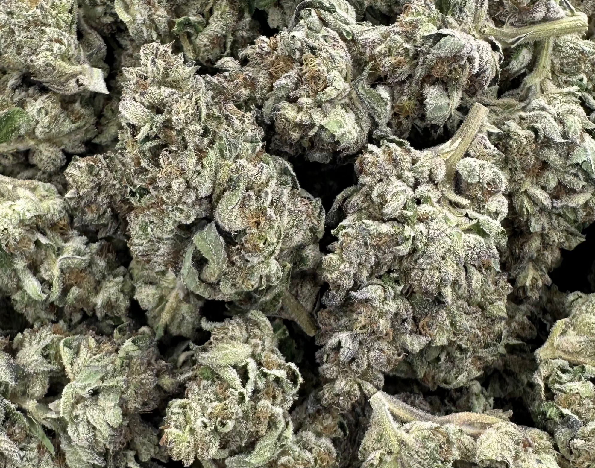 Mr. Nasty - Hybrid. 1/2 oz gift