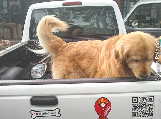 Mayor Max, the Golden Retriever Mayor of Idyllwild, California