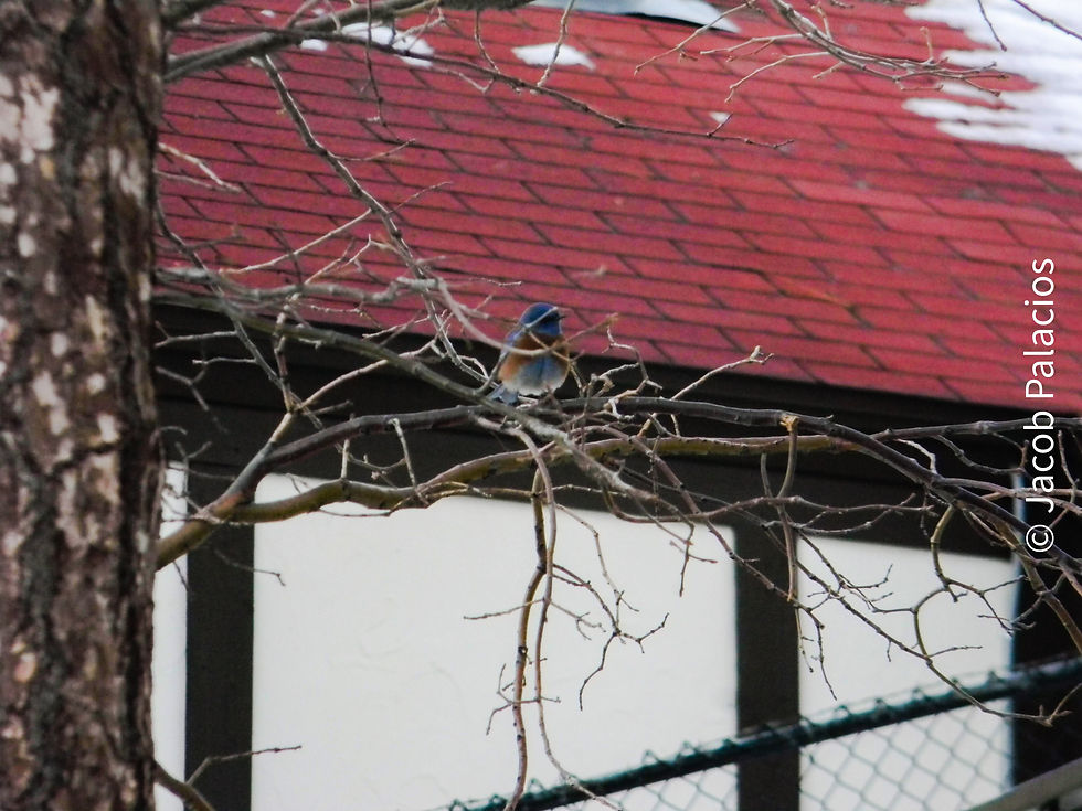 Blue Bird sitting on a branch at Lake Arrowhead