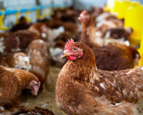 brown-hens-farm (1).jpg