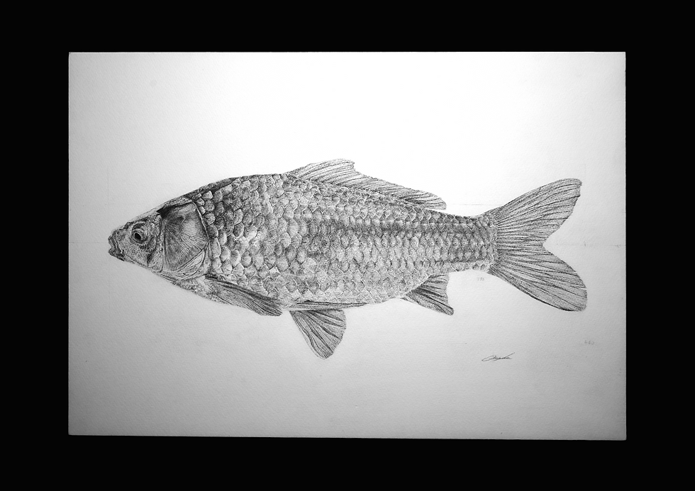 魚描-銀鮒-