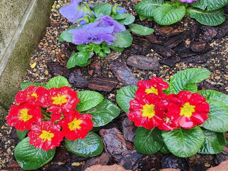 花壇にお花が増えました