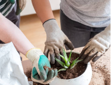 Close up image of a couple repotting a plant