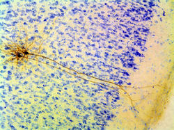 2 N long apical dendrites alone