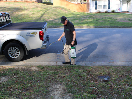 Eco Friendly Pest Control Services