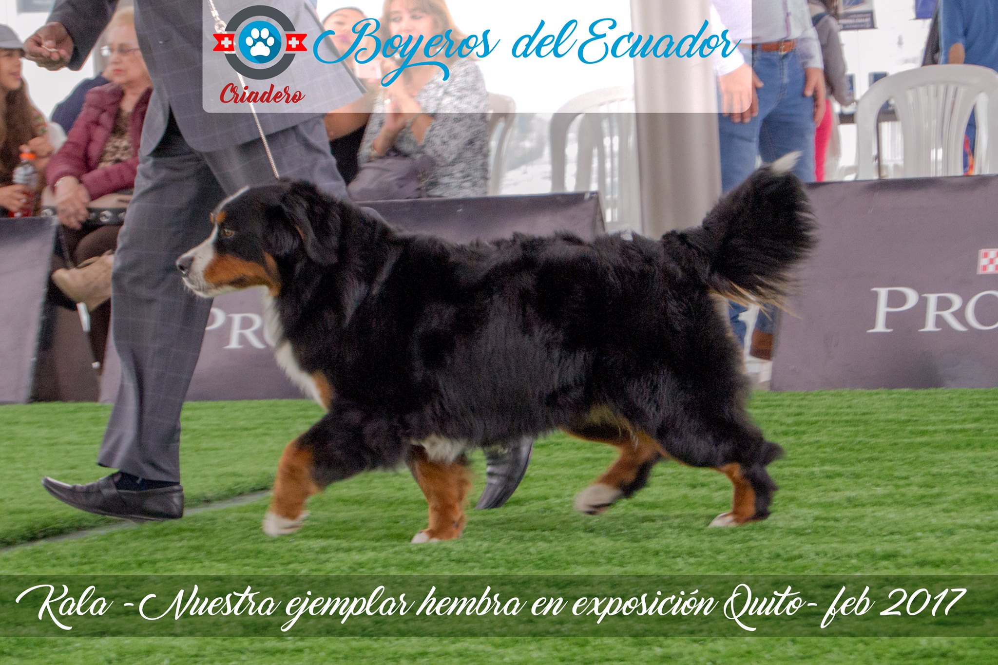 Boyero de Berna Ecuador