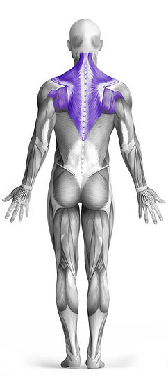Lever Bent Over Row