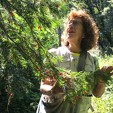 Taxus-en-Wies-teepe-Eten-uit-de-Natuur-768x1024.jpg