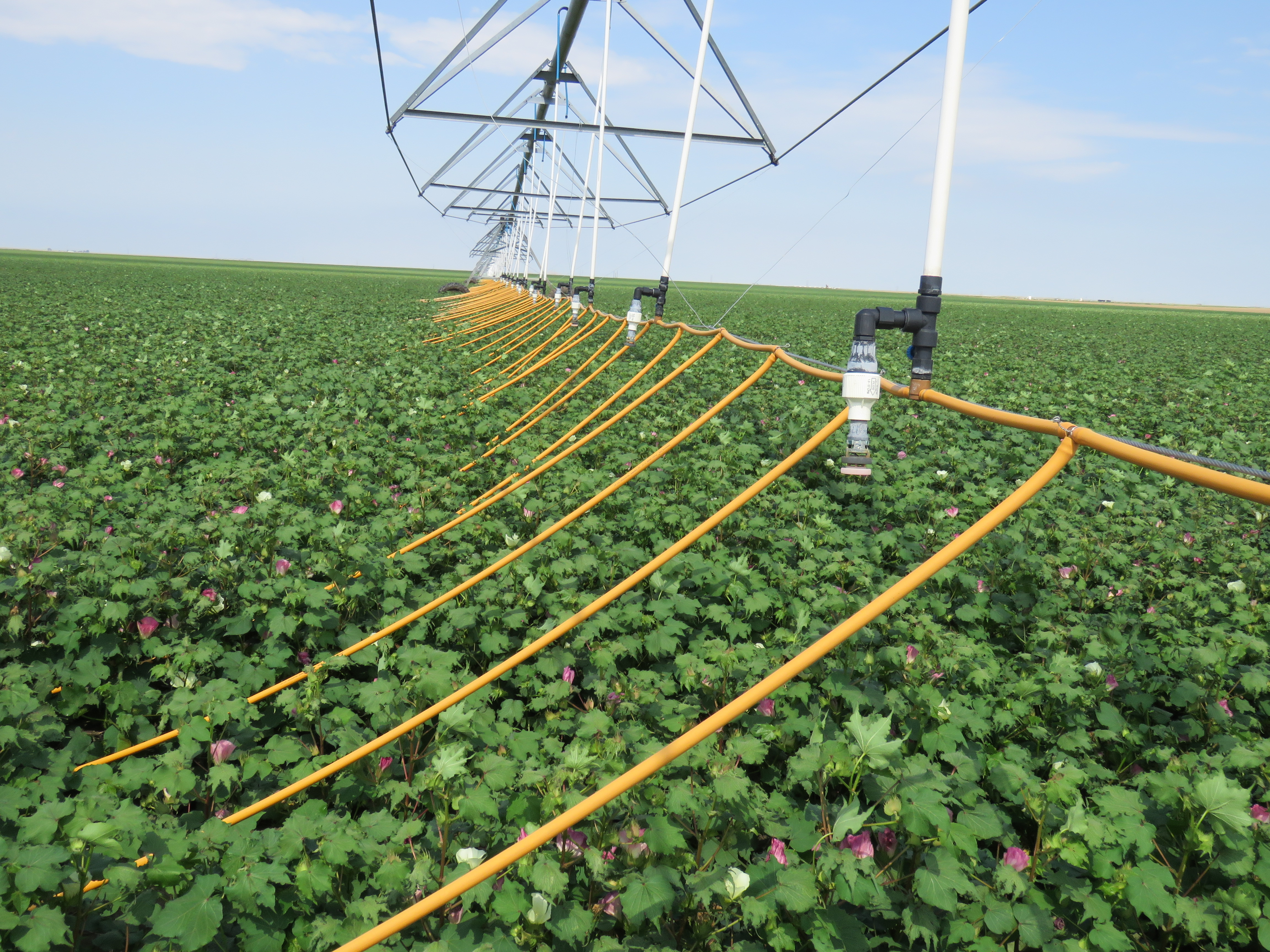 LOW LINE ON COTTON