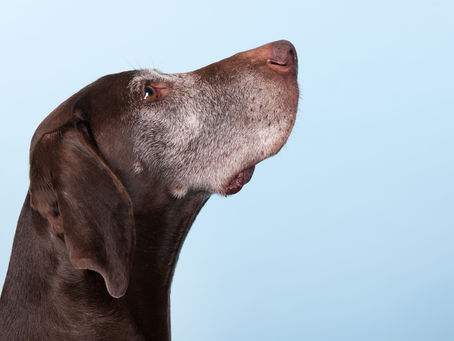 Lifestage feeding: Senior