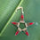 Thumbnail: Open Star Ornament