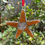 Thumbnail: Star Ornament