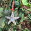 Thumbnail: Star Ornament