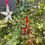 Thumbnail: Star Ornament