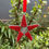 Thumbnail: Star Ornament