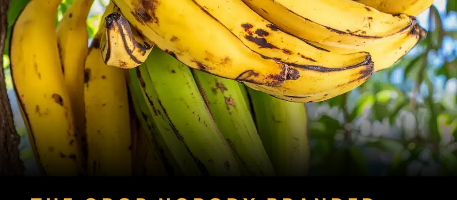 The Crop Nobody Branded: How Plantain Became Africa's Most Valuable Missed Opportunity
