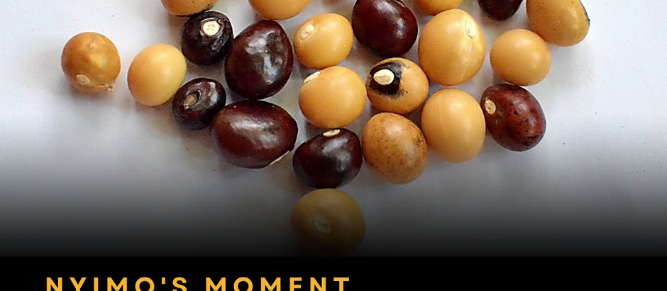 Nyimo's Moment: Why Bambara Groundnut Could Be Africa's Next Sovereign Crop
