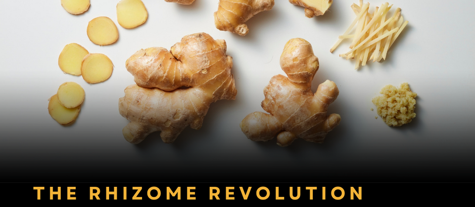 The Rhizome Revolution: How Africa's Most Overlooked Spice (Ginger) Could Be Worth Billions