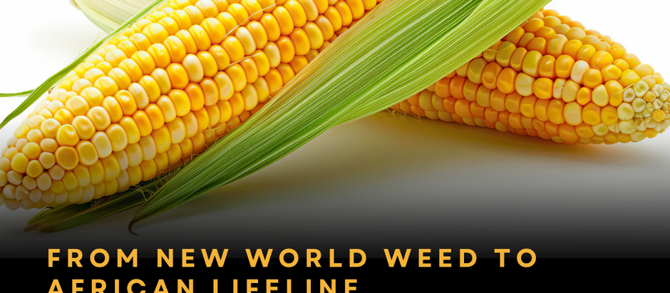 From New World Weed to African Lifeline: The Astonishing 500-Year Journey of Maize — and Why Africa's Food Future Depends on Escaping It