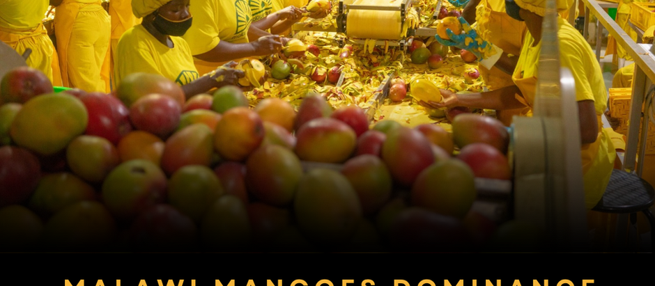 Malawi Mangoes Dominance : The Company That Turned Wasted Land Into a Value Chain