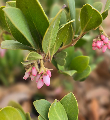 Manzanita Panchito.jpg