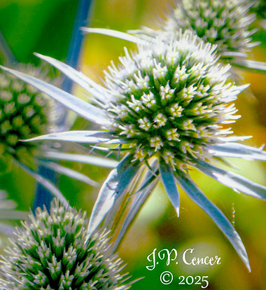 Eryngium variifolium.jpg