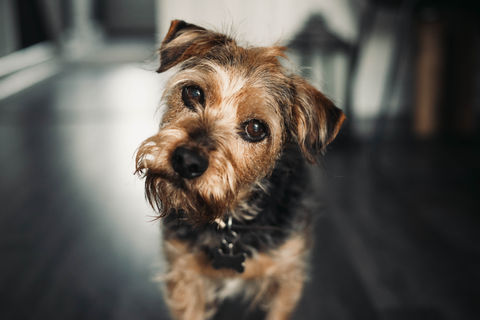 Bertie-2.jpg