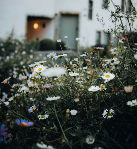 Edinburgh - wild flowers.jpg