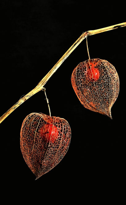 MBO-Physalis-_edited_edited_edited.jpg