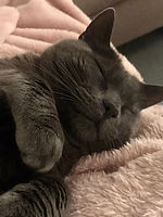 Beau