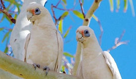 Bare-Eyed (Little Corella) Cockatoo.jpg