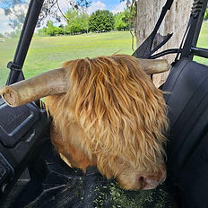 highland bull